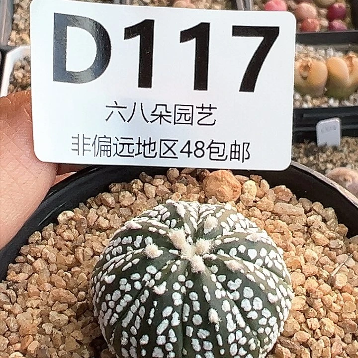 特价兜实生根1111