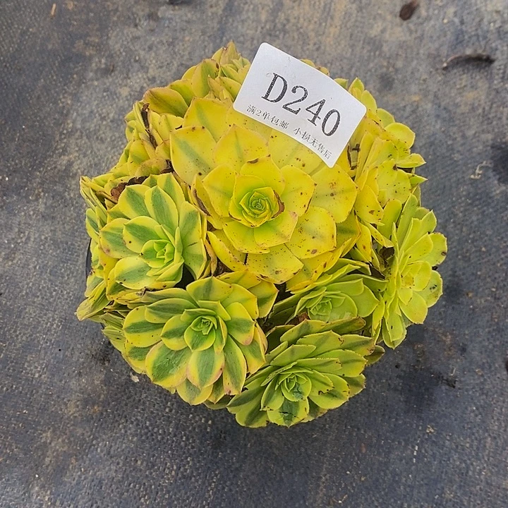 240雨荷多肉法师锦