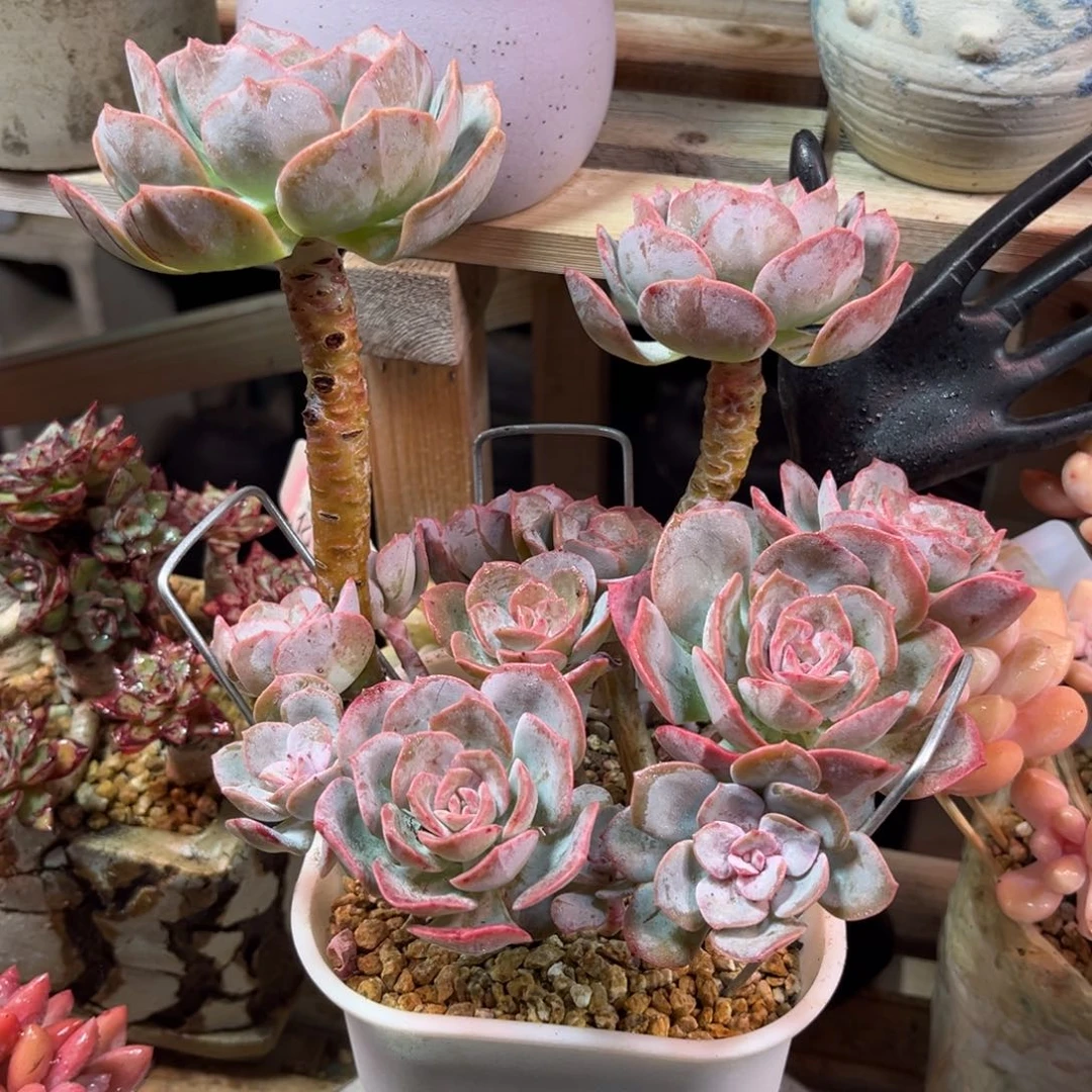 冰芯少女多肉植物funvjinm