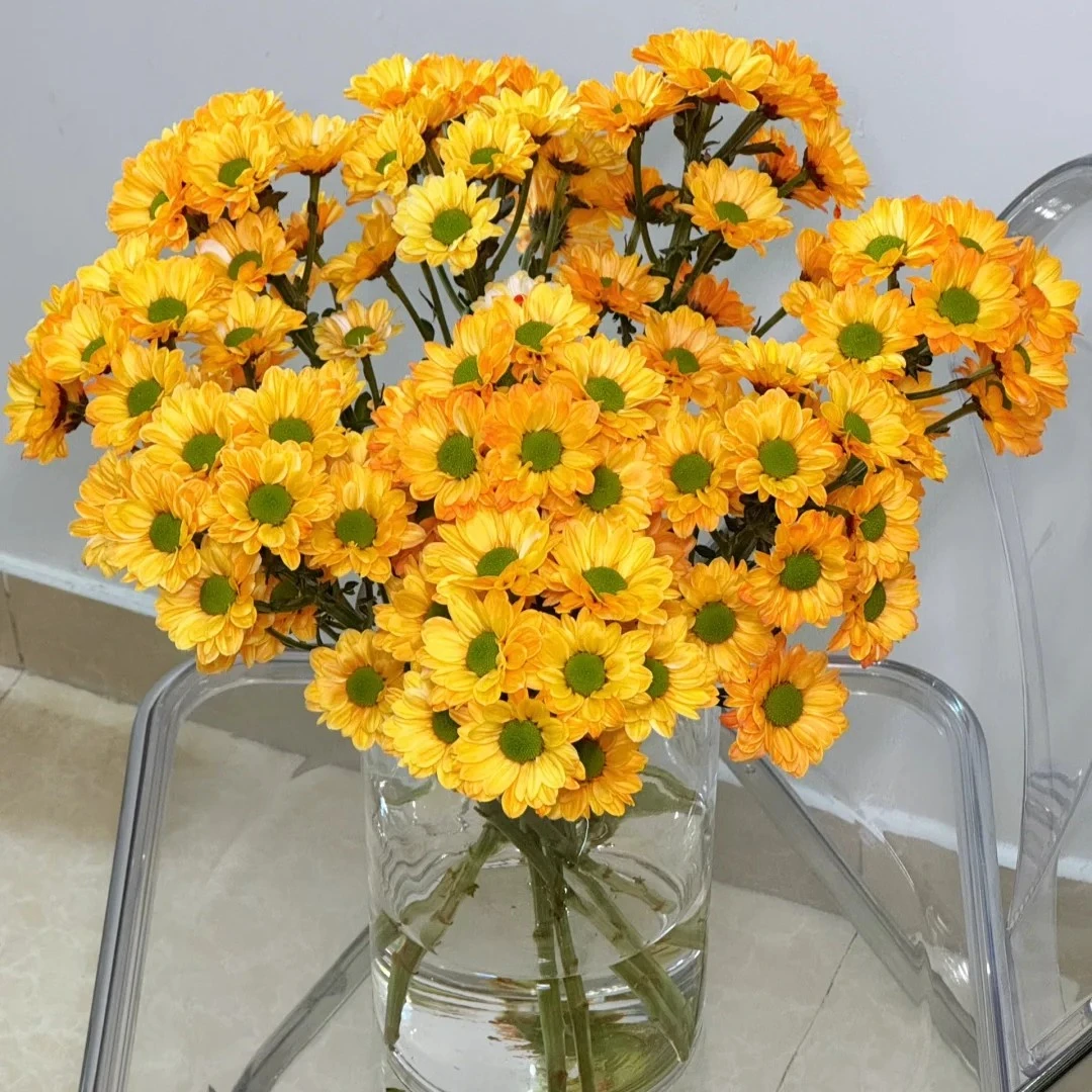 【花梦鲜花】精灵小雏菊橘色云南基地直发水养鲜花耐高温