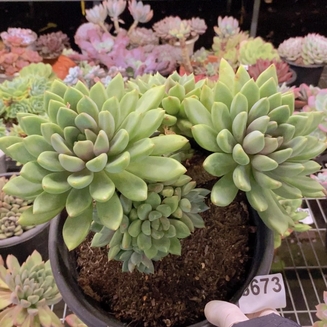 8673象牙多头一物一拍
