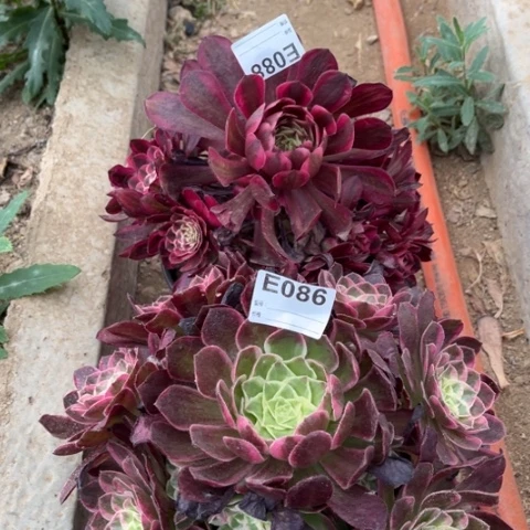 多肉植物西施白月光