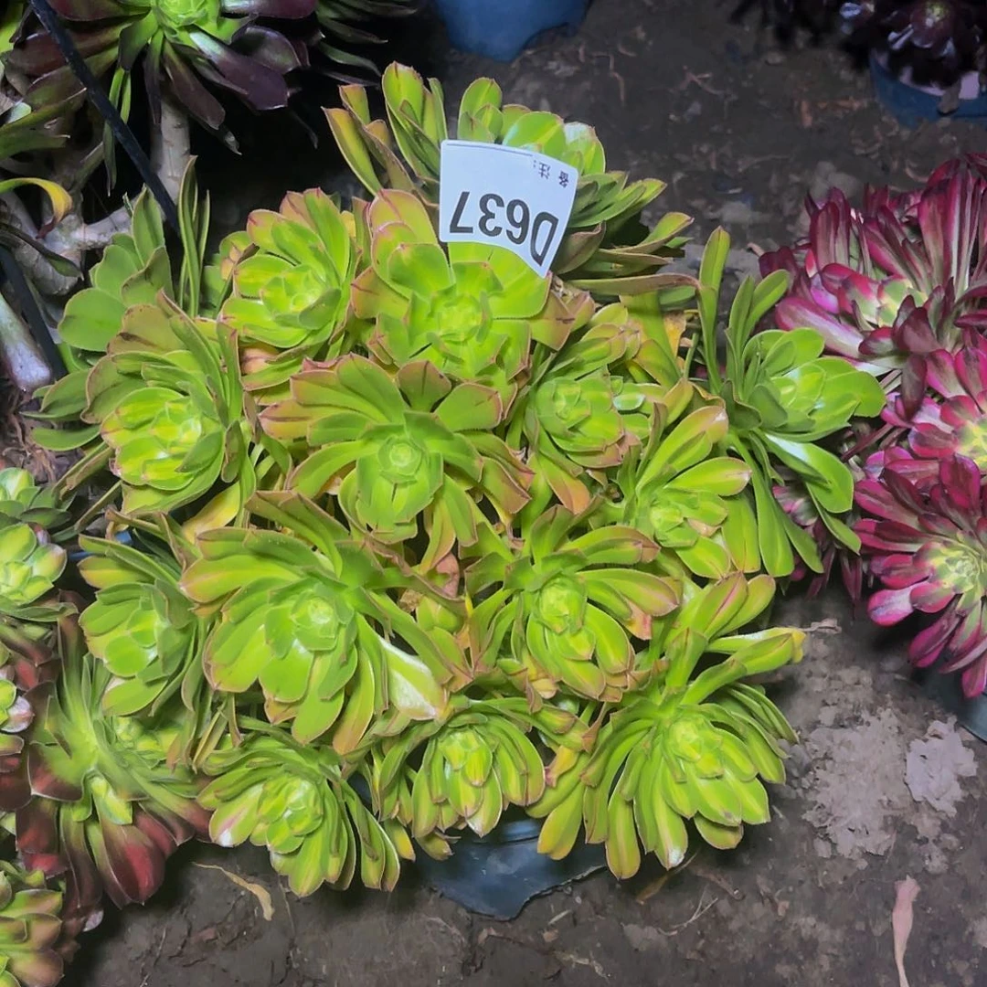 霓裳法师13-25包邮法师