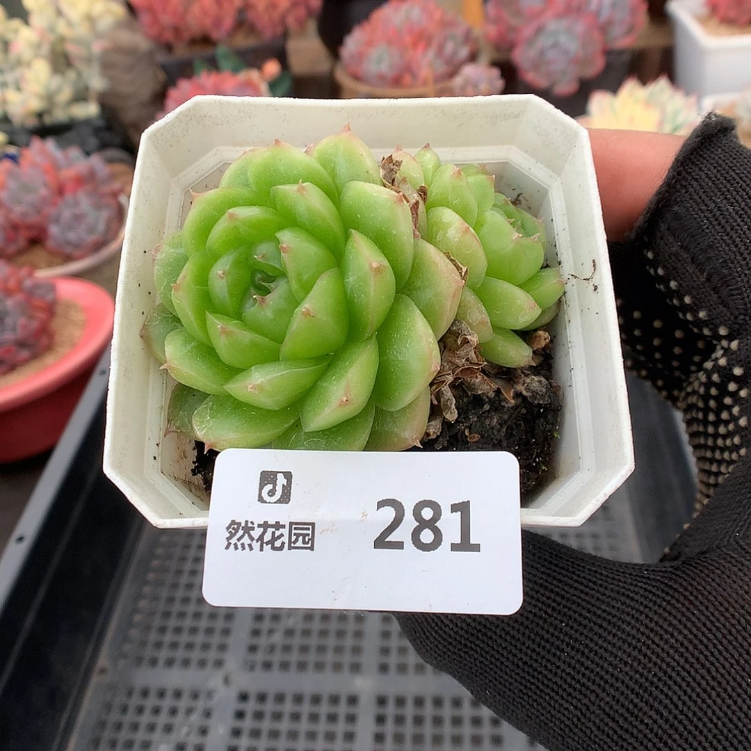 281珍妮麦秆多肉植物6666