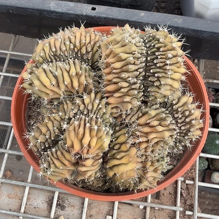 大缀化多头11仙人球