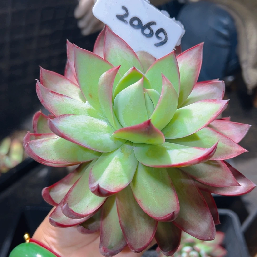 0**惊鸿仙子一物一拍2069号