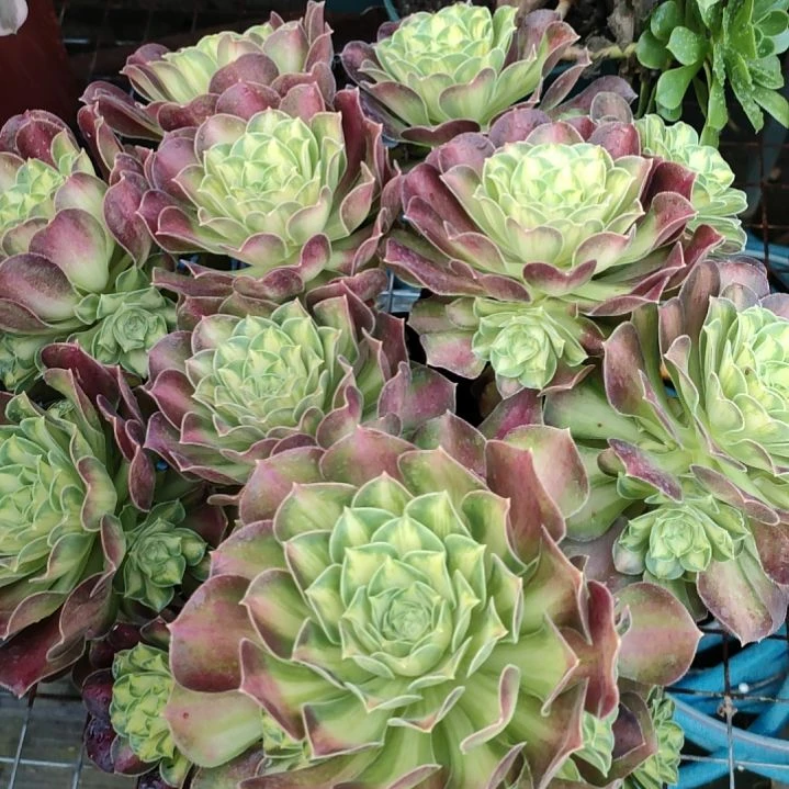 大*多肉法师锦韶华