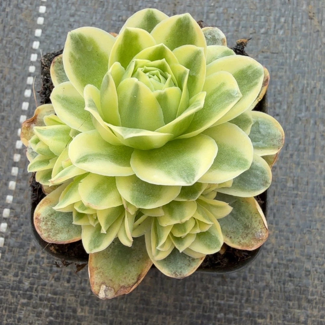 山地玫瑰锦锦上园艺一物一拍