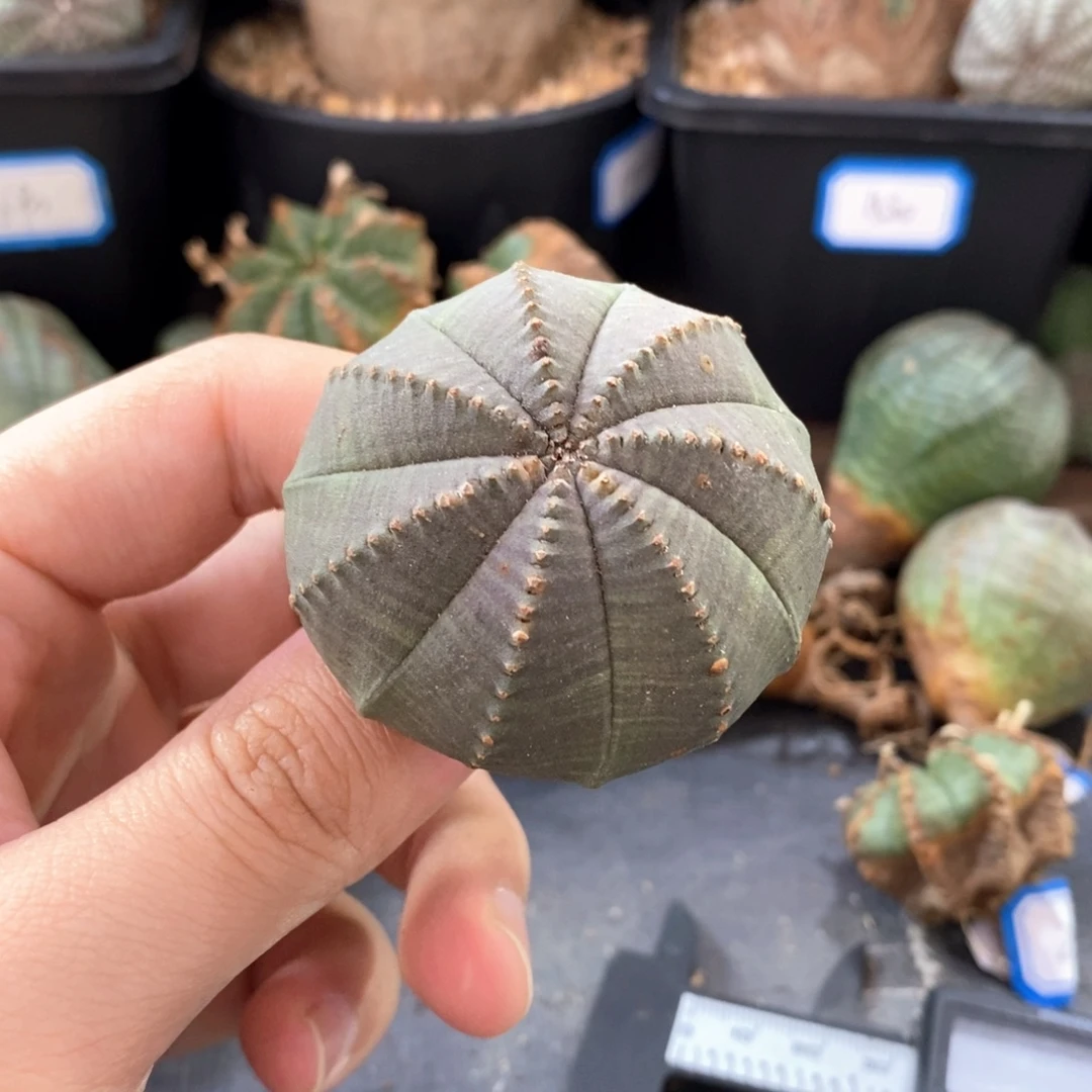 27 欧系实生布纹球多肉植物