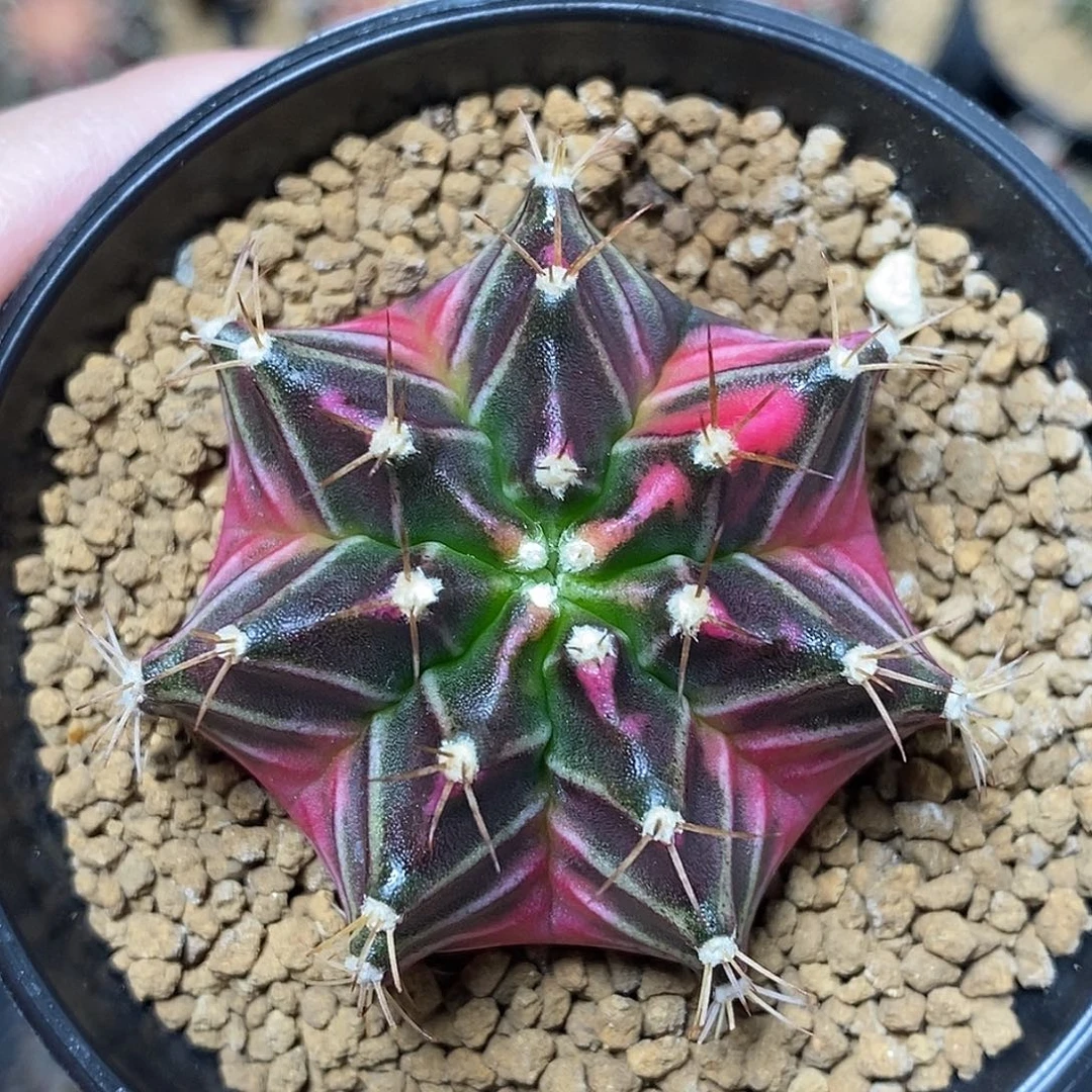 米哈仙人球锦实生010