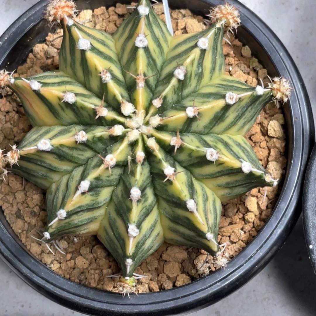 当前无花朵，栽培后可花朵斑马V背虎斑锦