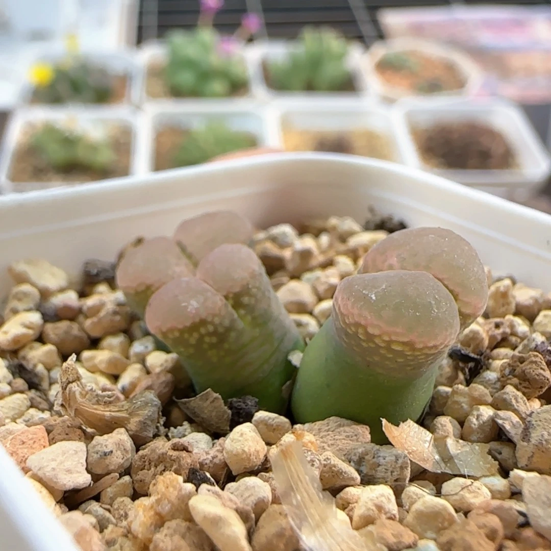 6255大白多肉植物园