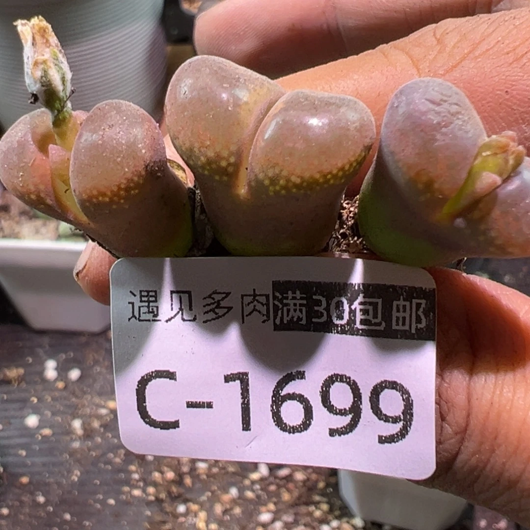 多肉植物11111111111111