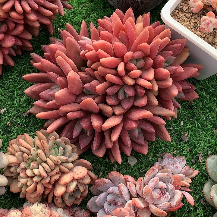 桃花源111111111111