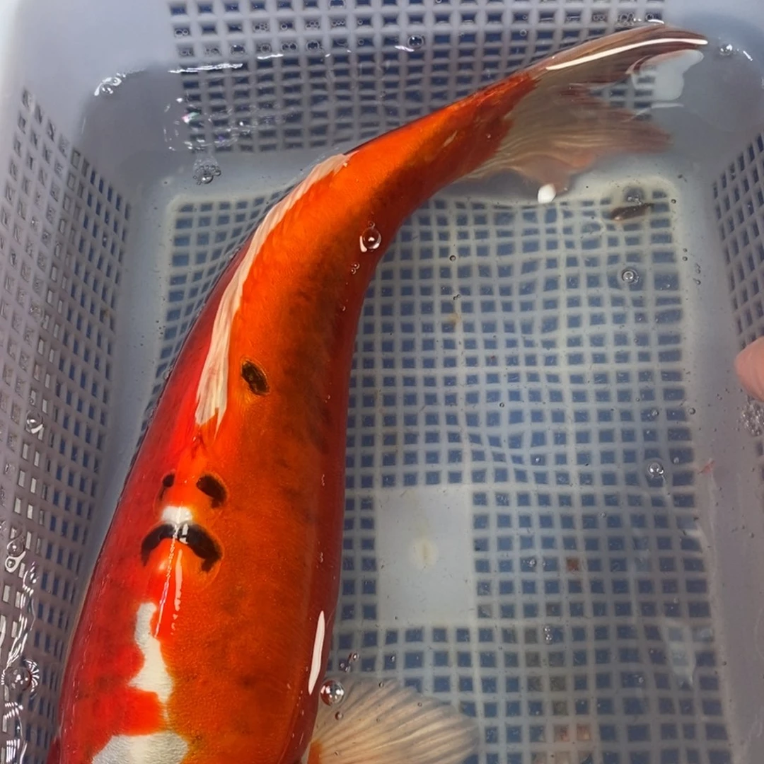 锦鲤冷水锦鲤包邮