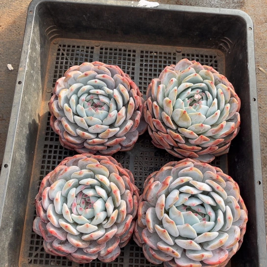 767号新疆西藏内蒙古不包邮的不售后