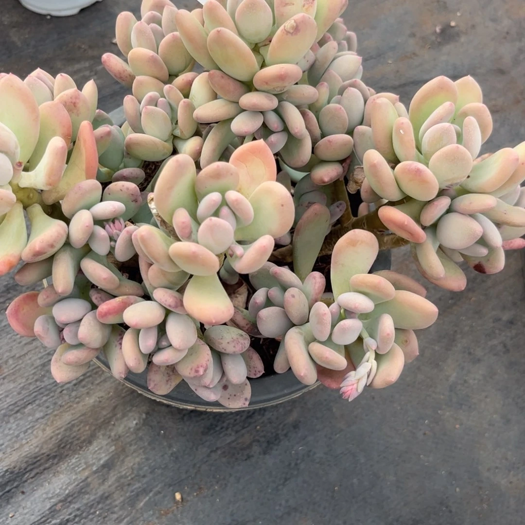 安**仔三日月美人多肉植物