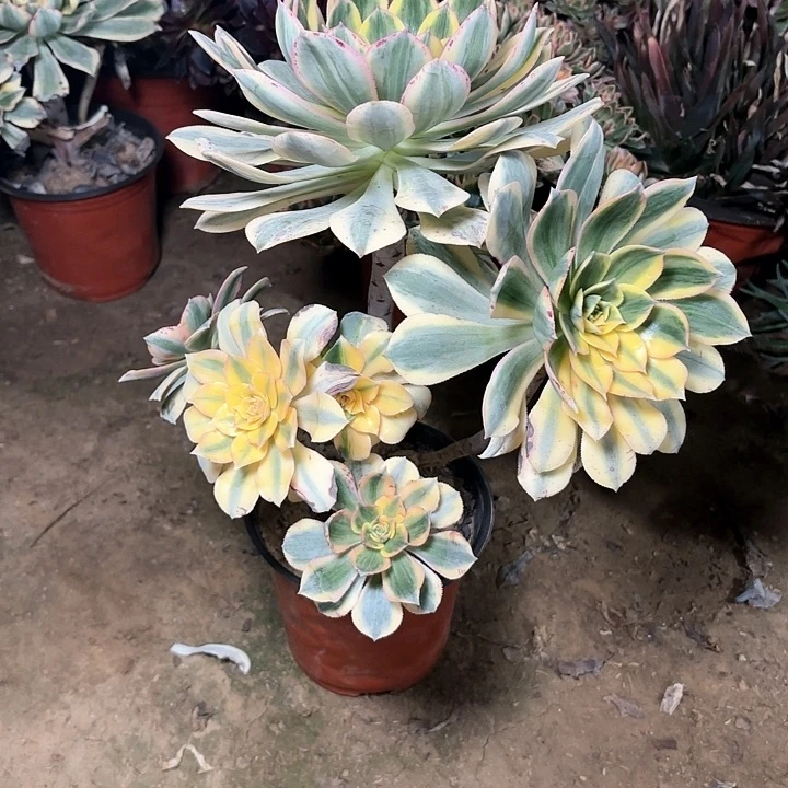 雨**弦多肉植物法师灿烂88