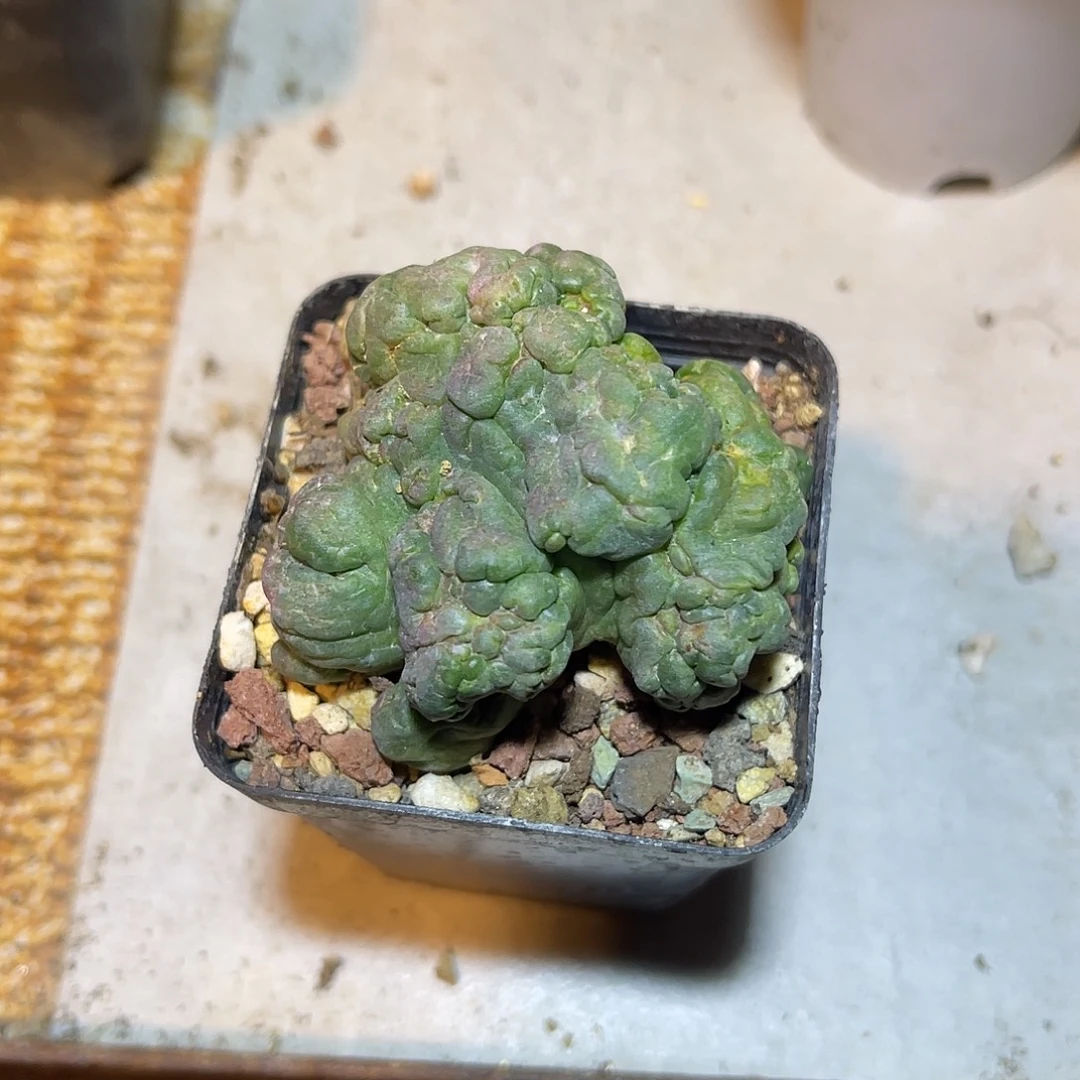 象牙缀化仙人球一物一拍