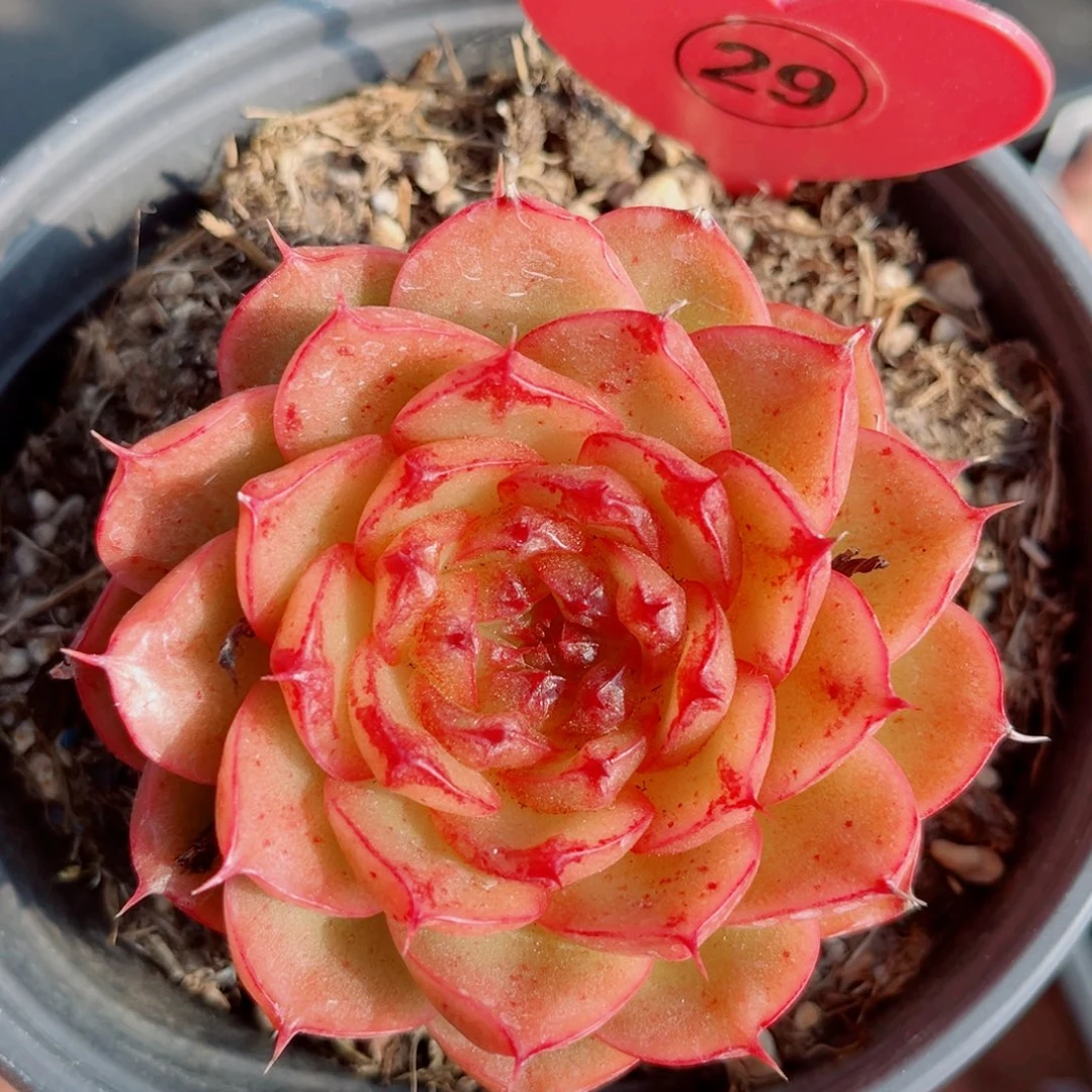 29号小老桩珊瑚珍妮单头