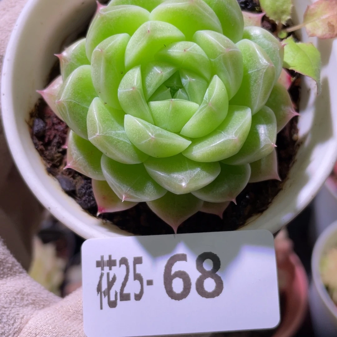 花利美25-68麦秆单头