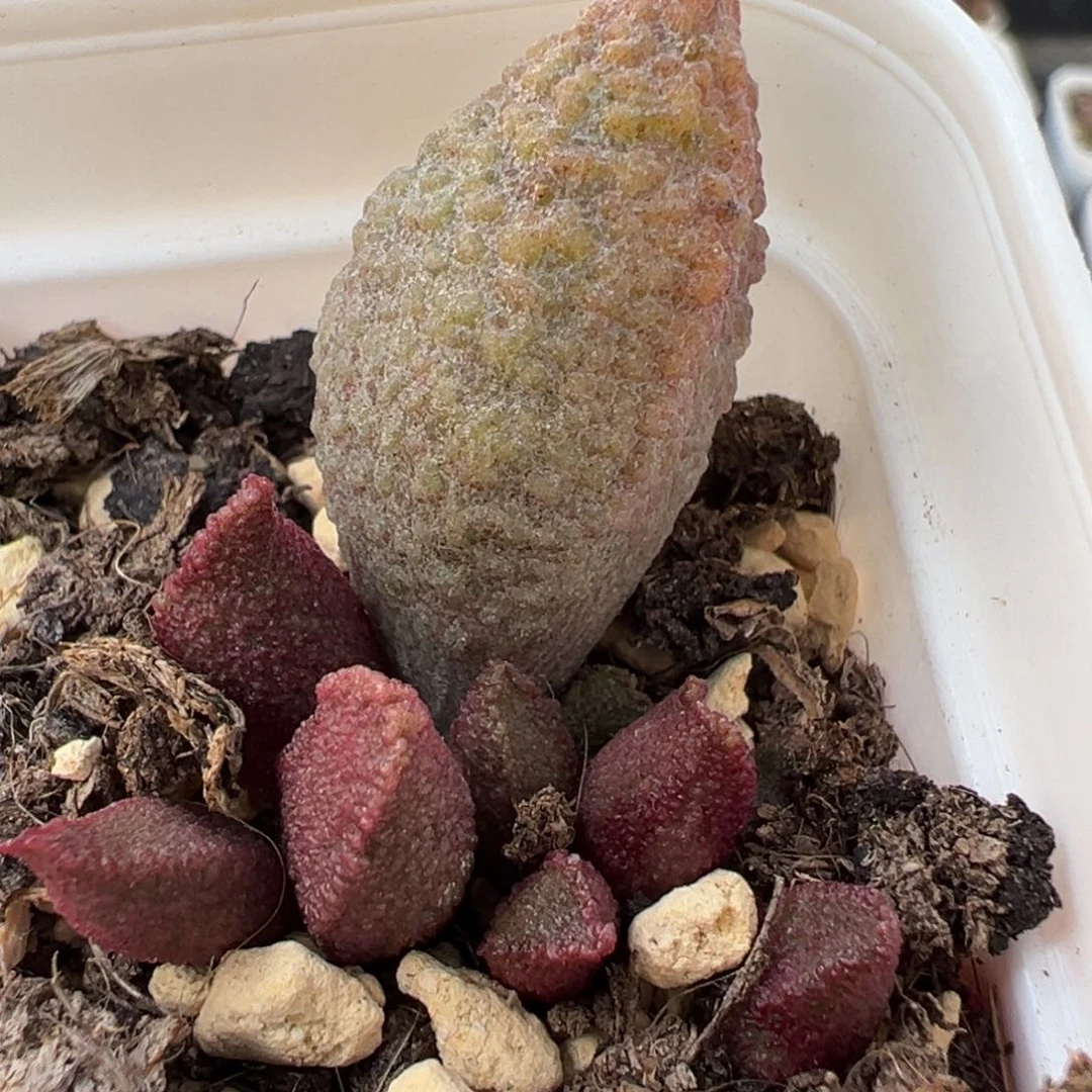 释迦草莓糖大苗多肉植物水泡