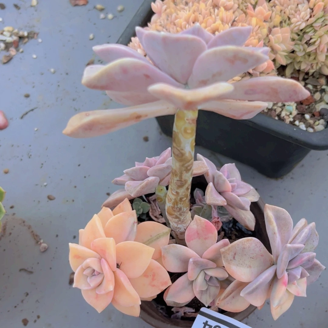 紫乐锦02164多肉植物