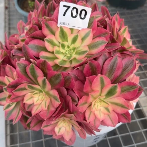 700女巫20厘米左右