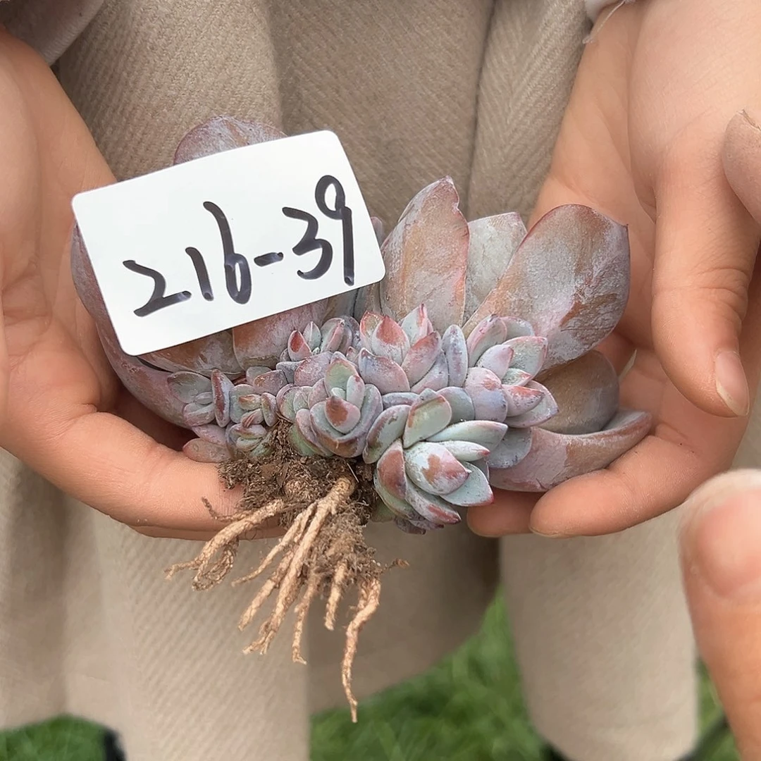 ?****?216-39奶茶多头多肉