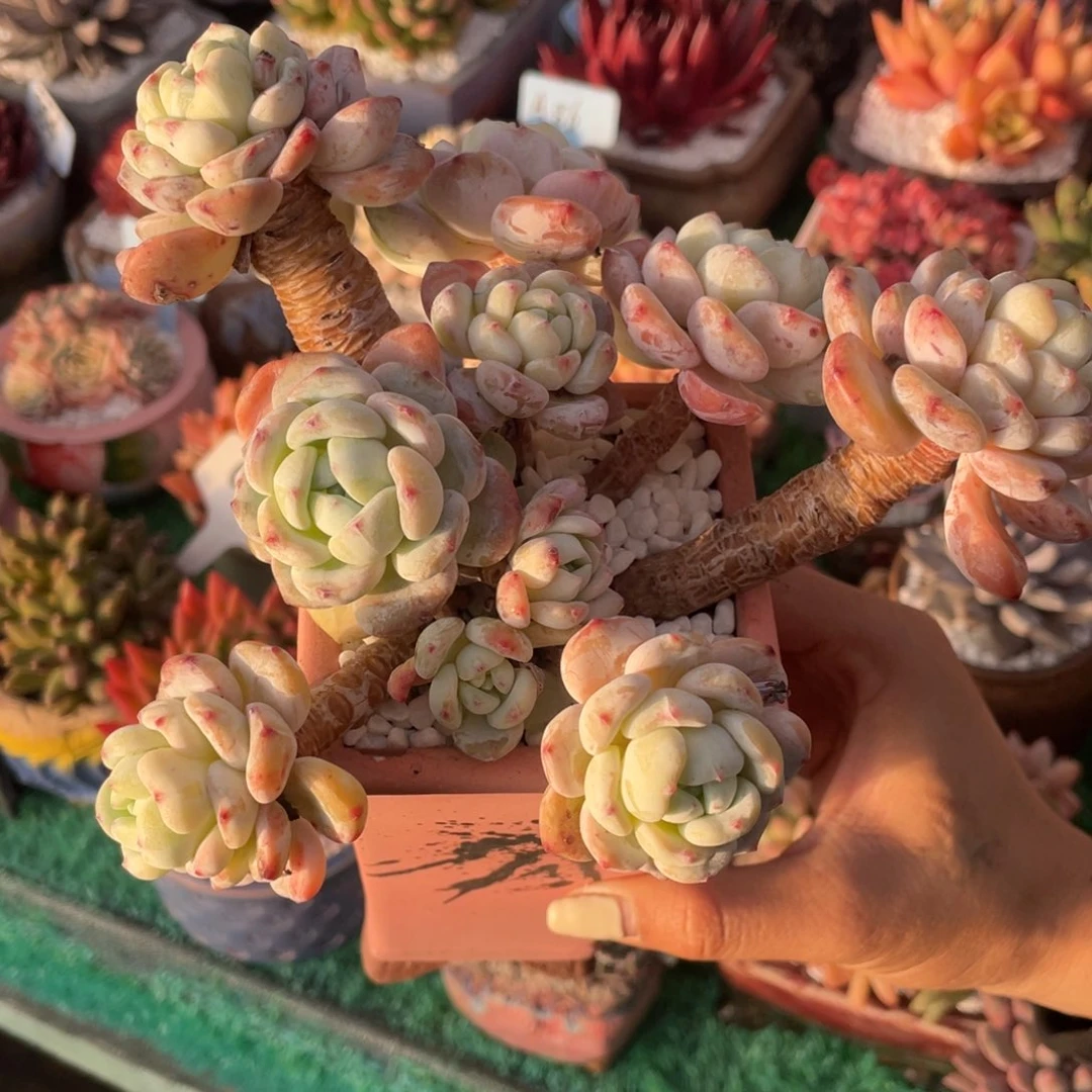 用***0多肉植物盆栽多肉植物