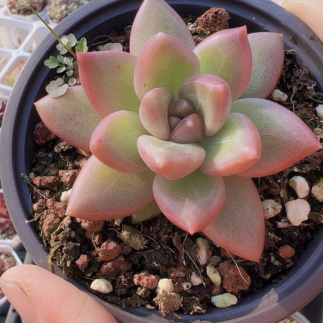 大迷雾泡泡单头19包邮