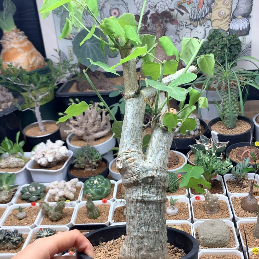 鳄鱼腺蔓多肉带盆5.5