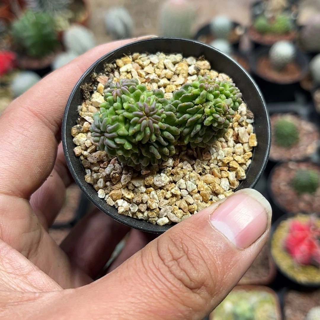 拾***叁111148一物一拍单头发蝌蚪