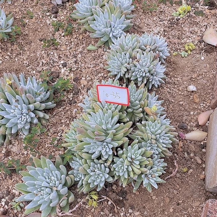 白局多头群僧10杠35号