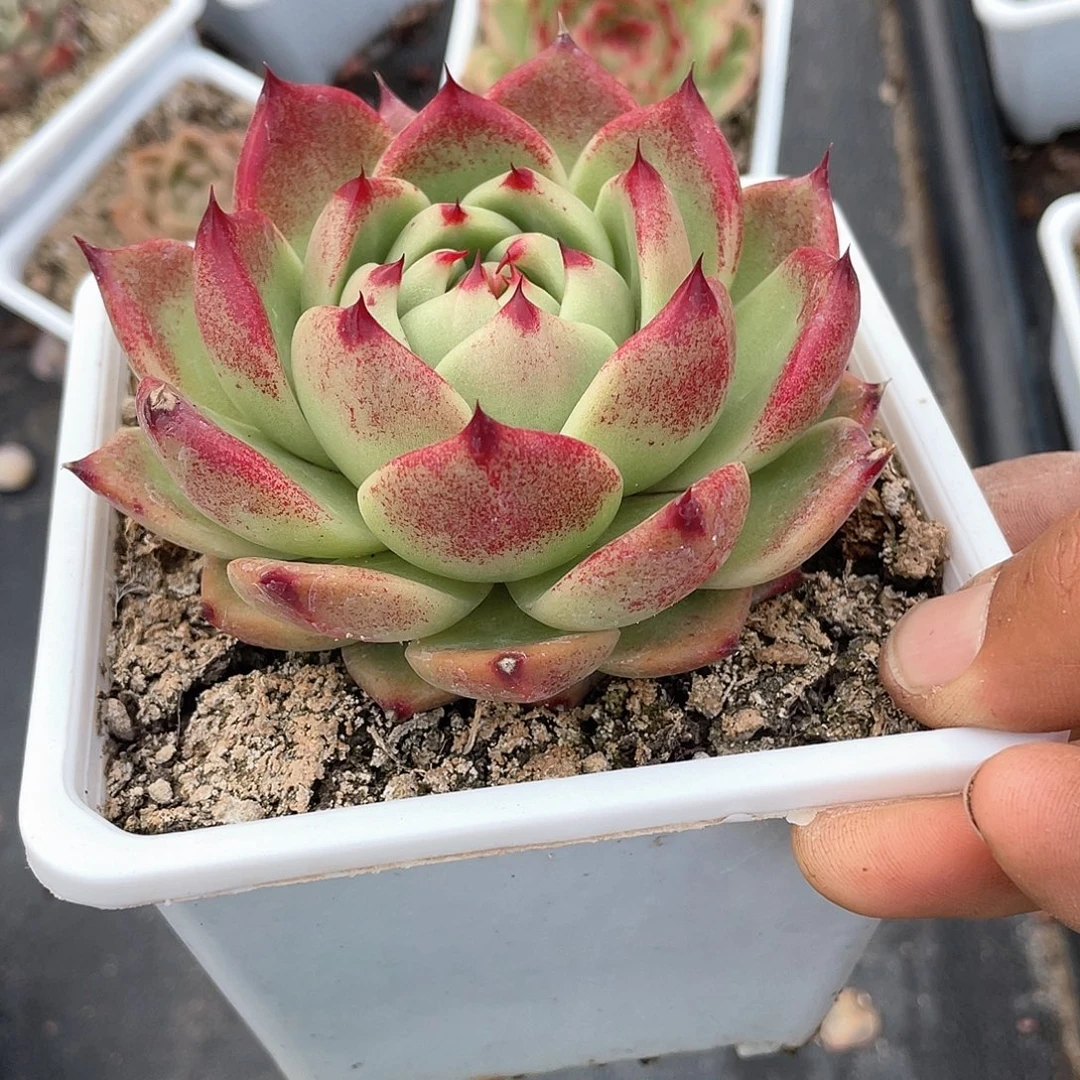 温***紓美凯龙多肉带盆发货