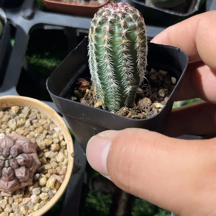 单头青花虾满25包邮