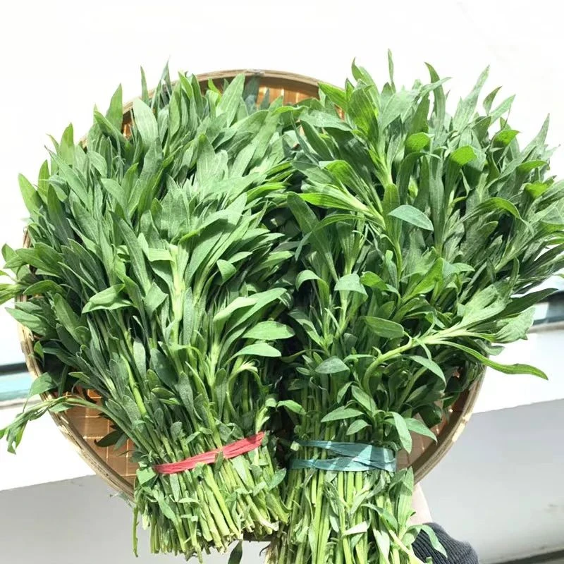 山东当季野菜新鲜扫帚菜新鲜面蒸菜包邮