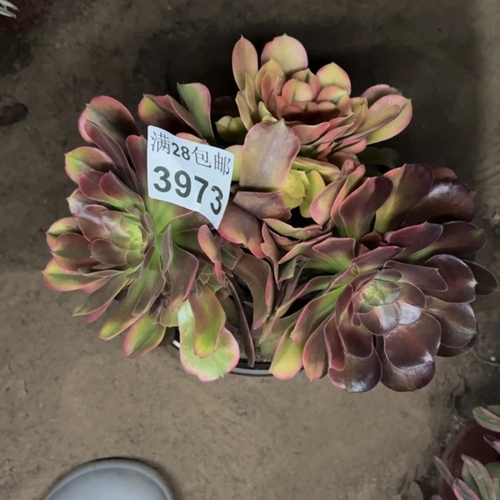 3973南香妃多肉植物
