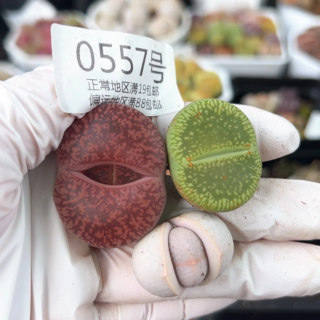 好养易活生石花大母本0557