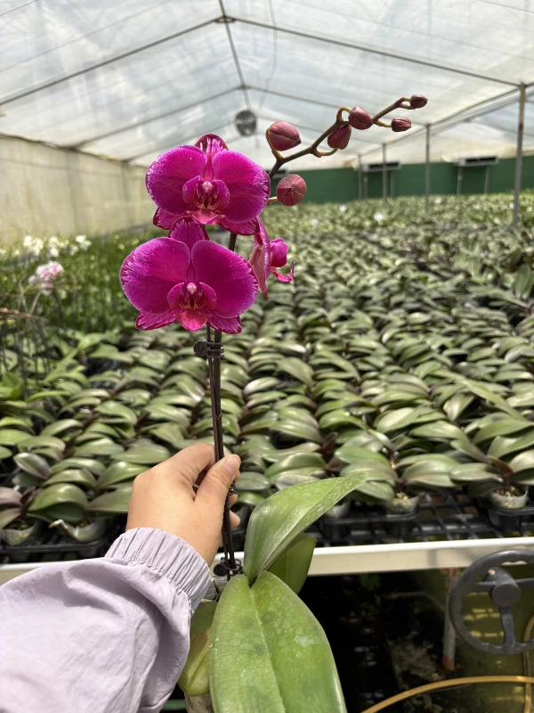 星芒蝴蝶兰，单颗带瑕疵