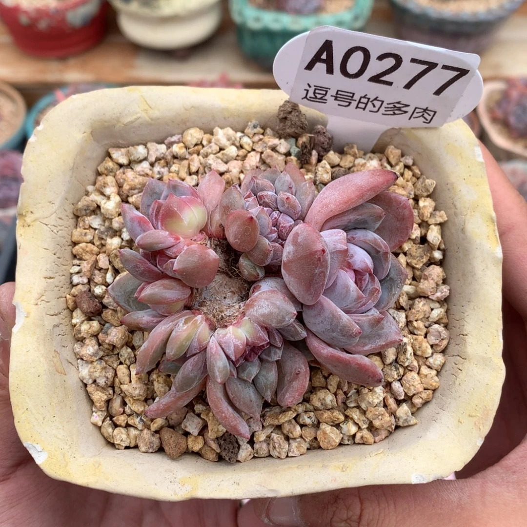 A0277 石榴籽群缀 有砍 7.5cm