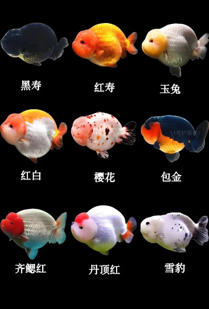 如鱼得水兰寿甄选