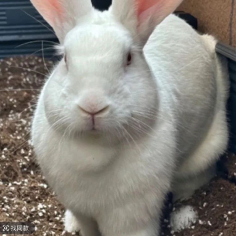 活体青年种兔包三天巨型兔直播间改价链接