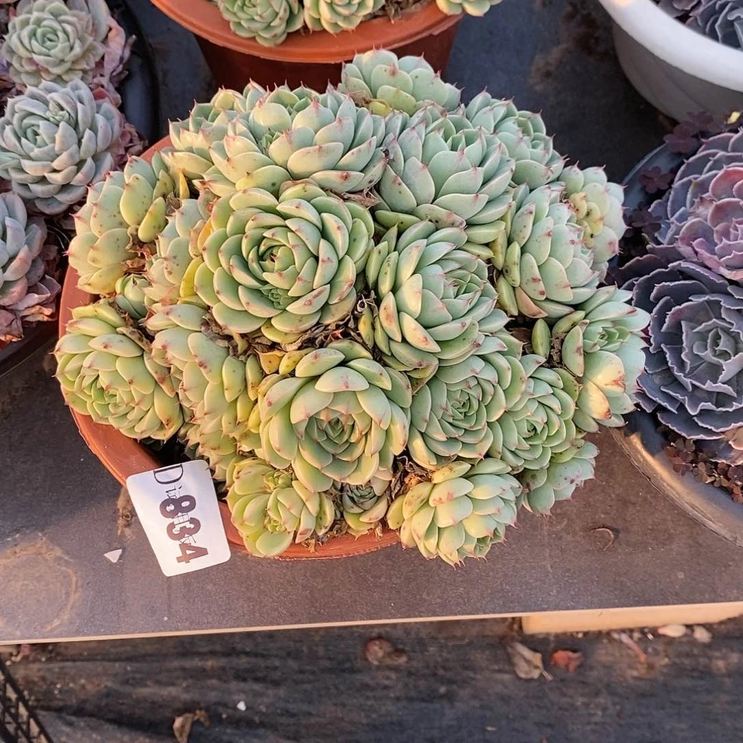 花*?834苯巴多肉植物