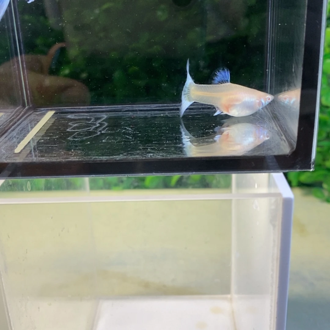 孔雀鱼紫白欧翼一对