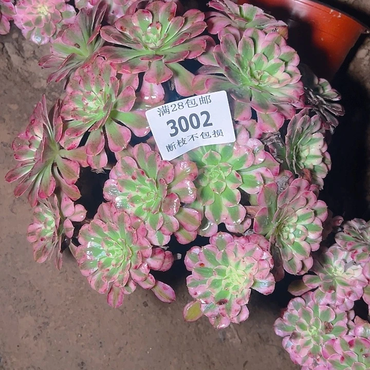 3002红铜白多肉植物