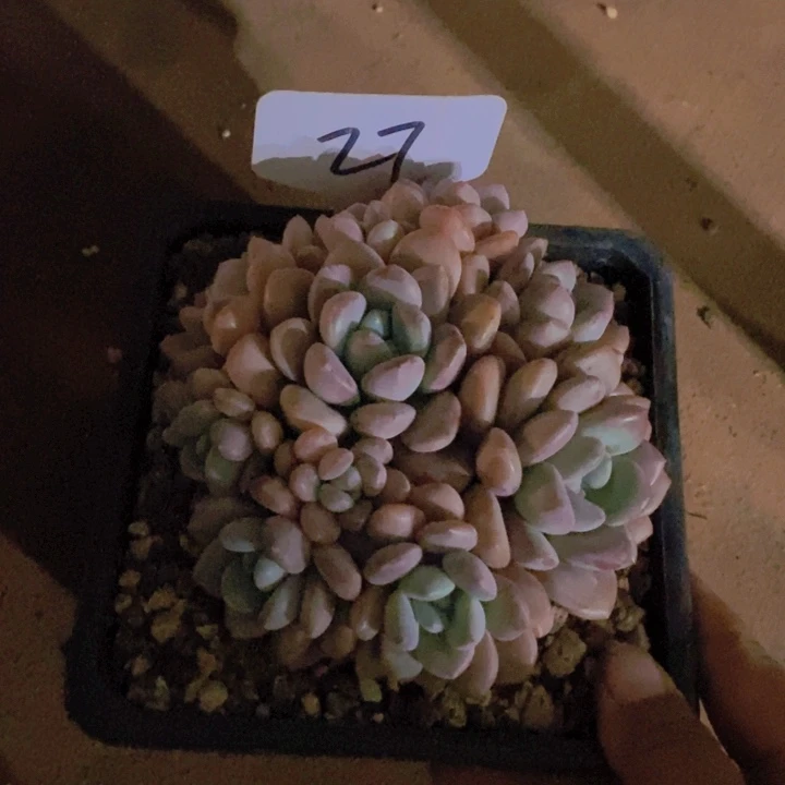 小*曼这么多事不给人家