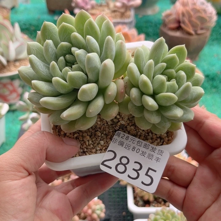 大2835，vxvchbbbbb