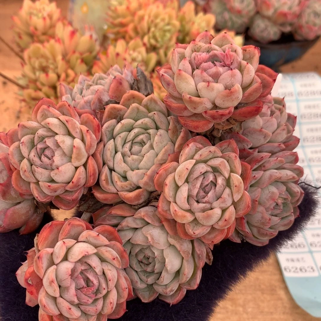 6261新年快乐发发发