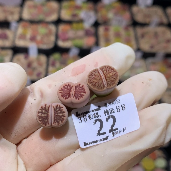 蜜***?Sss精品生石花多肉22高特